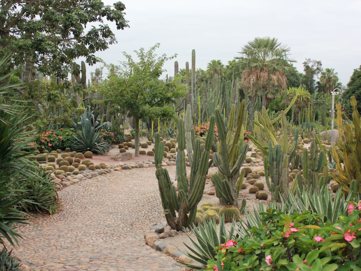 Native and drought-adapted planting in an Omani garden
